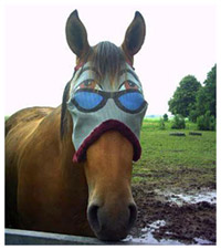 Horse with a funny fly mask