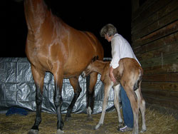 Foaling Attendant