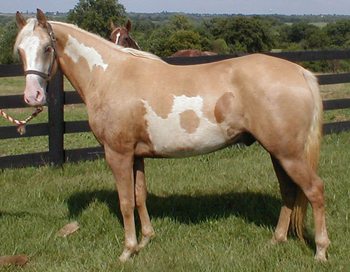 Frame Pinto Horse Frame Pinto Horse