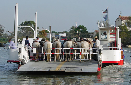 Horses on a ferry boat