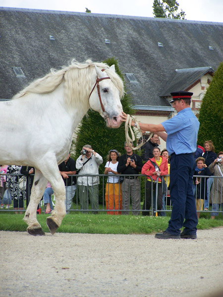 You Are Under Arrest! Horse with uniformed officer