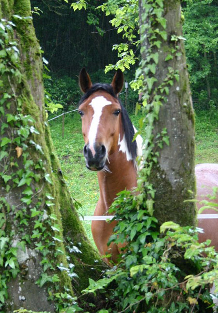 Peek A Boo Horse through the trees
