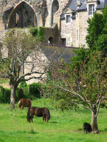 Be Careful, apple trees are toxic to horses! Horses eating under apple tree and old building