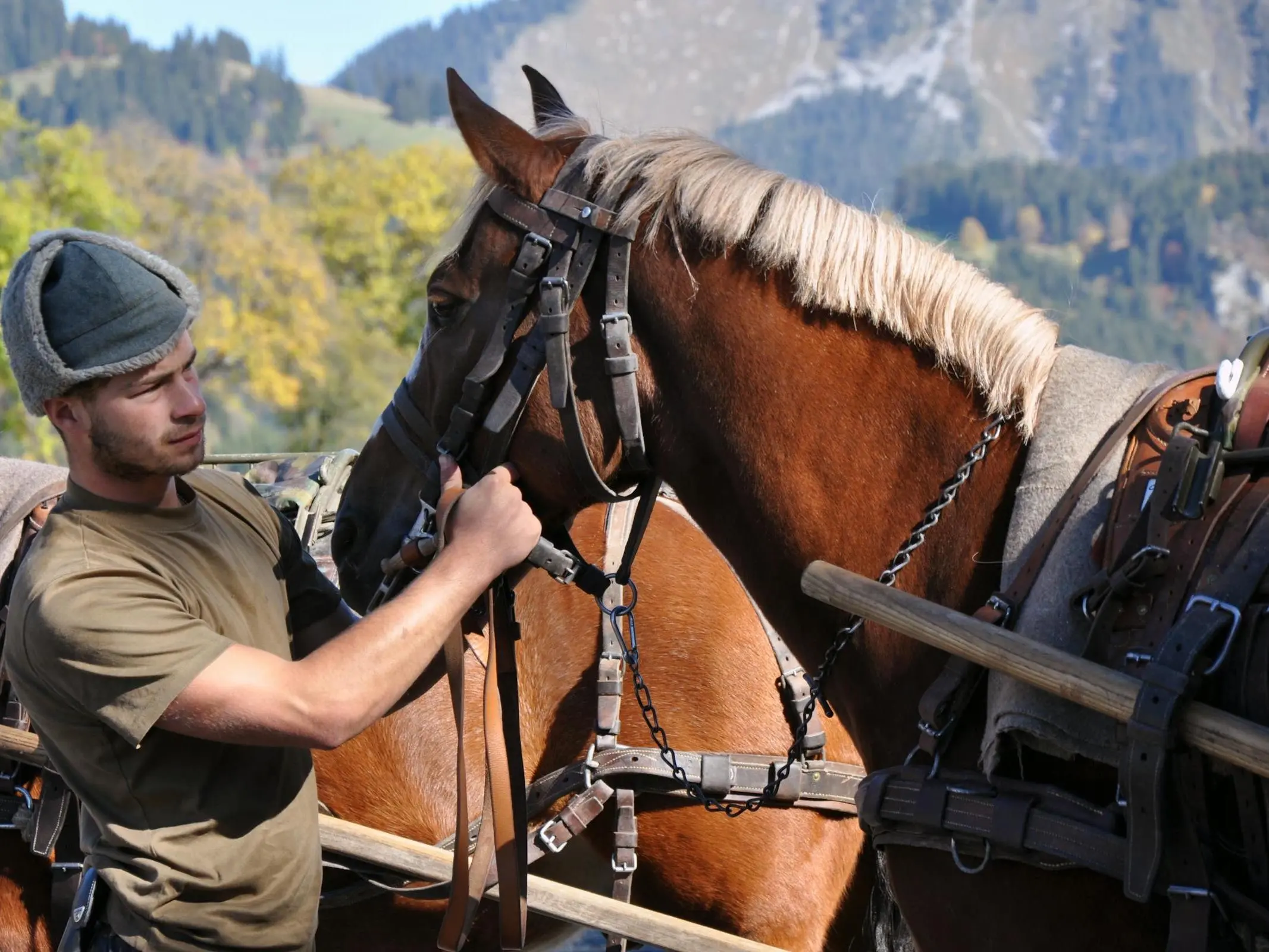 Freiberger Horse