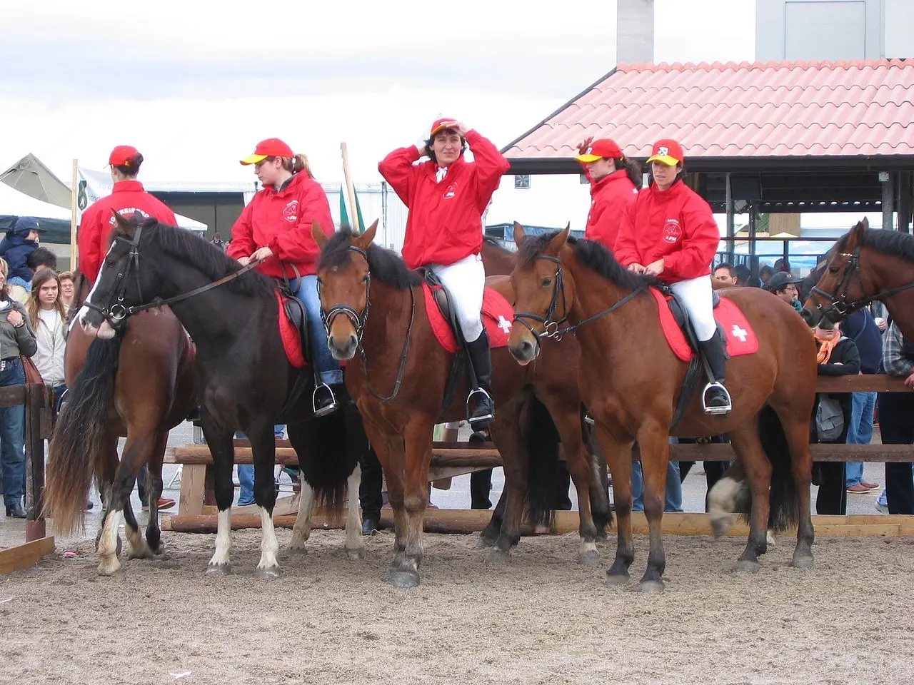 Freiberger Horse