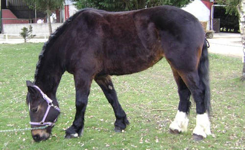 French Cob Horse