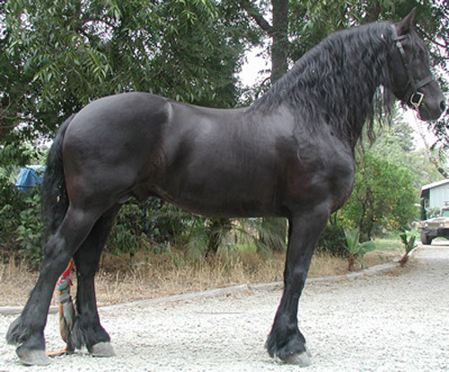 Friesian Horse Friesian Horse