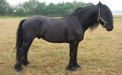 Friesian Horse Friesian Horse