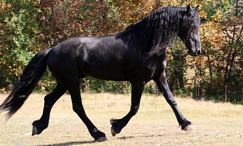 Friesian Horse Friesian Horse
