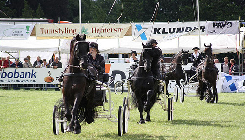Friesian Horse Friesian Horse