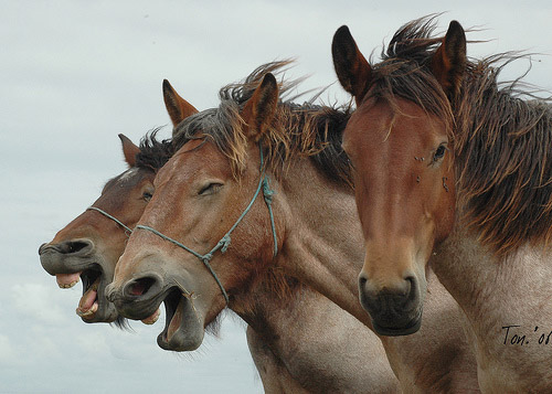 Who says yawns aren't contagious? Two horses yawning in a line