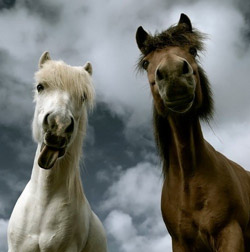 Horse with it's tongue out