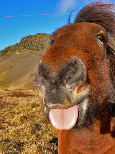 You can't catch me Horse with it's tongue out