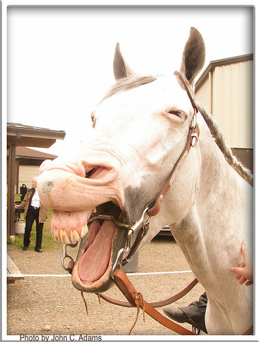Funny Pictures Horses. Funny Horse Pictures You