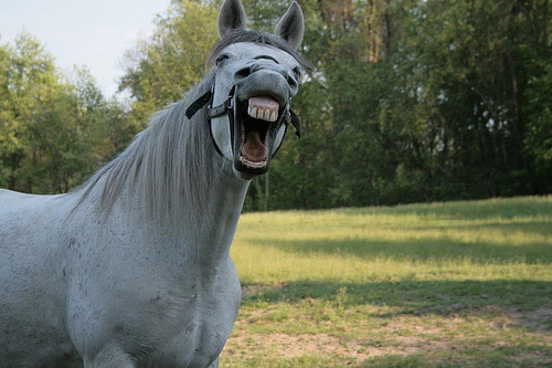 Hee Haw Horse laughing