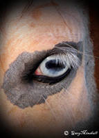 Gary Minshall's Blue Eyed Horses