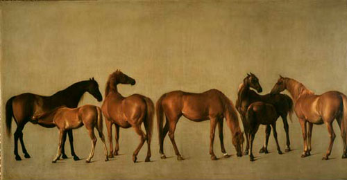 Mares And Foals