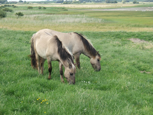 Konik Horses grazing