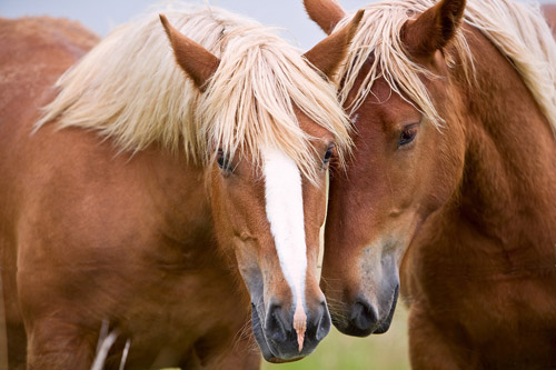 big German Horses A close up of two horse faces