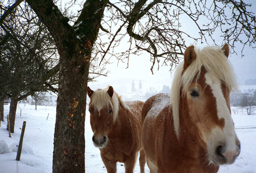 Winter Coats Two horses in the snow