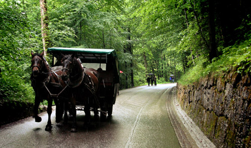 Afternoon Carriage Ride Horse and carriage traveling down a wooded road
