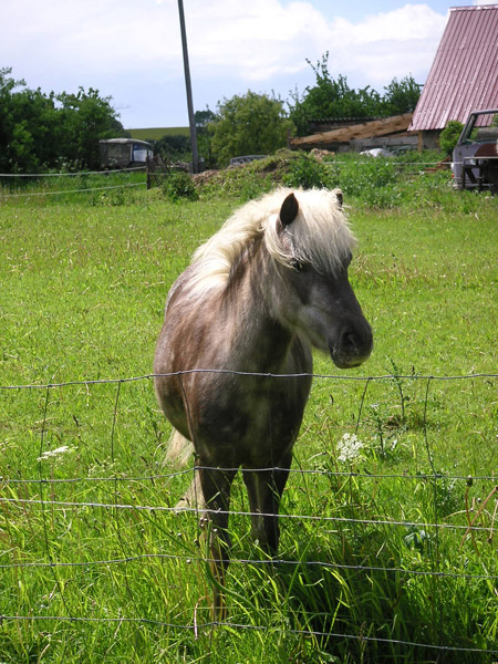 Beautiful Blonde Horse standing at a wire fence
