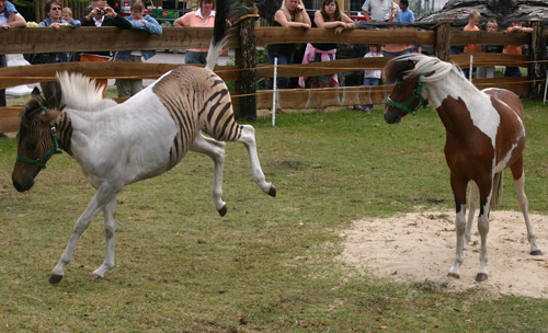 Zorse and Horse Zorse and horse frolicking