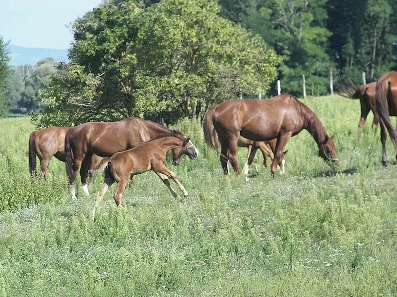 Gidran Horse