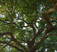 Oak Tree
