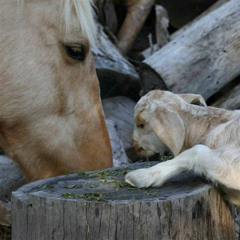 Goat & horse eating