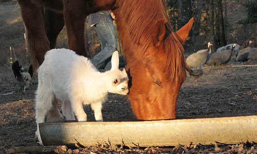 Goat & horse eating