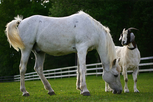 Best Friends Goat & Horse