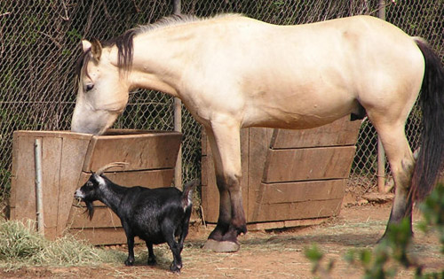 Dinner Time Goat & Horse eating
