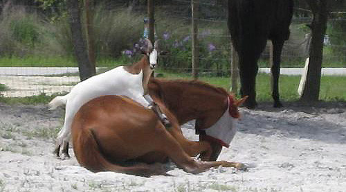 Play Time Goat & Horse playing