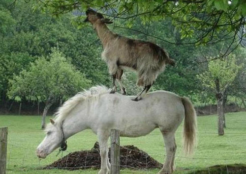 Teamwork Goat on horse's back