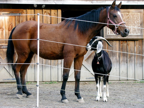 A little love Goat & horse nuzzling