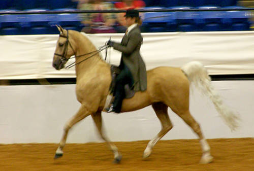 Golden American Saddlebred Horse