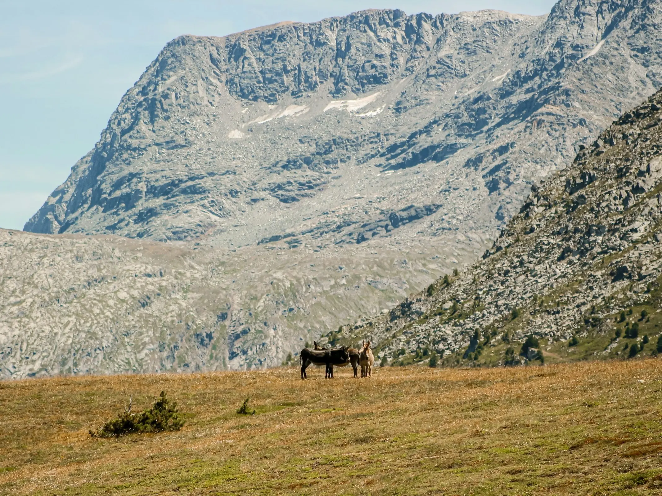 Grand Noir du Berry Donkey