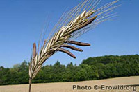 grass with ergot grass with ergot