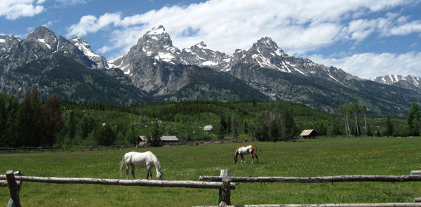 The best grass Horses grazing