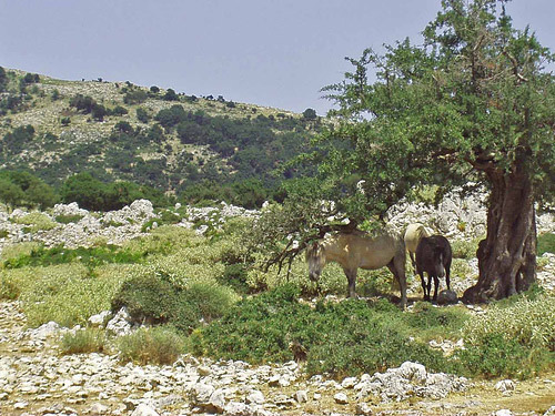 Kefalonia Wild Horses in Greece Horse in Greece