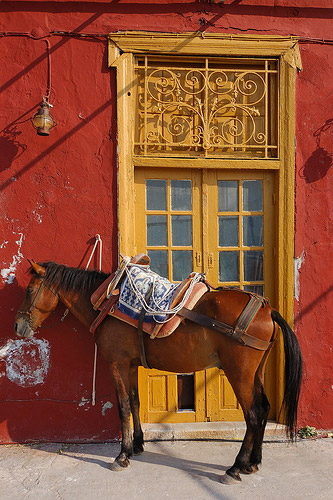Horse in Greece Horse in Greece
