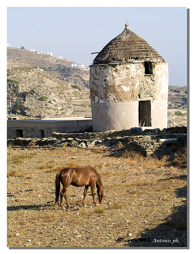 Peaceful Horse in Greece Horse in Greece