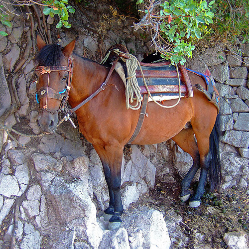 Horse Pictures From Greece The Equinest