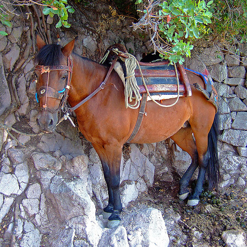 Horse in Greece