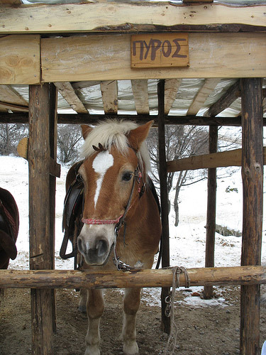 Take you for a ride? Horse in Greece