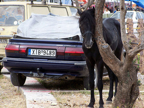 Horse in Greece