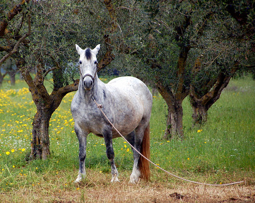 Gaitani Horse in Greece Horse in Greece