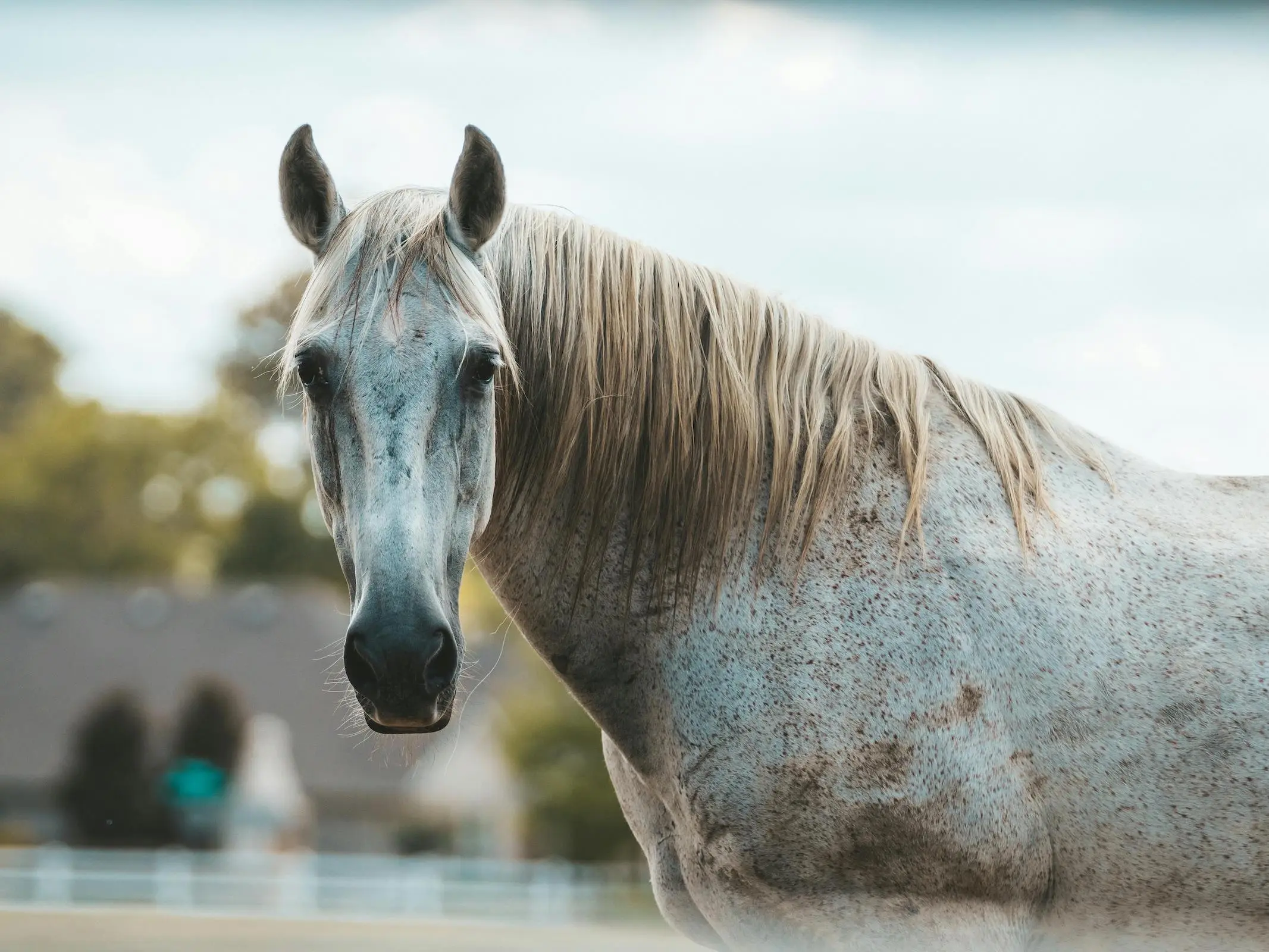 Grey horse looking at the camera