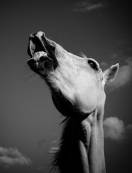 A grey stallion